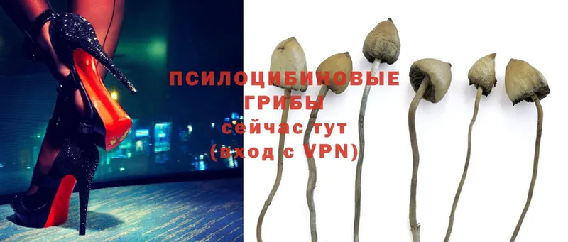 Псилоцибиновые грибы Cubensis  гидра вход  Ейск 